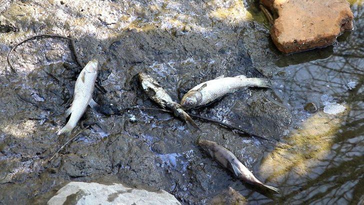 Barajdaki balık ölümleri balıkçıları endişelendirdi