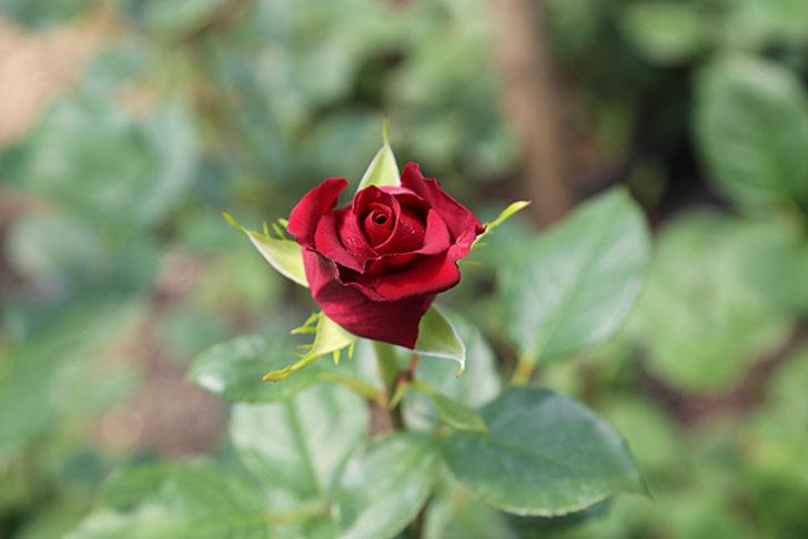 Atıl araziyi düzenlediler, 50 bin lira kazandılar! G4