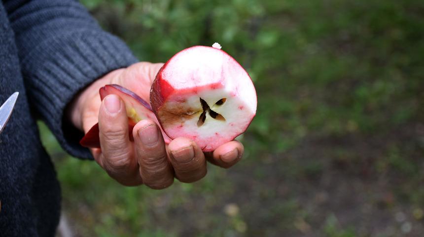 Posof&rsquo;un i&ccedil;i dışı kırmızı elması tescillendi