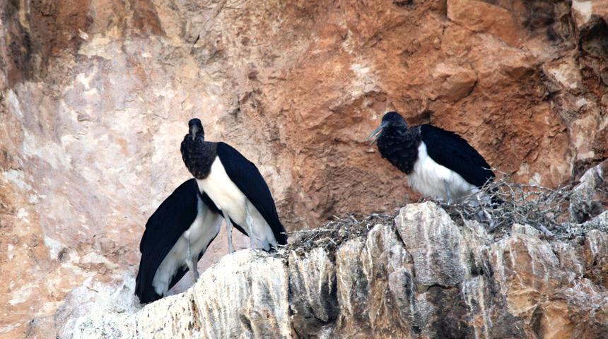 Kara leylekler, 25 yıl sonra görüldü