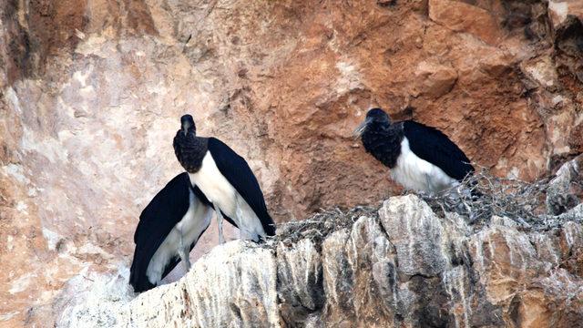 Kara leylekler, 25 yıl sonra görüldü