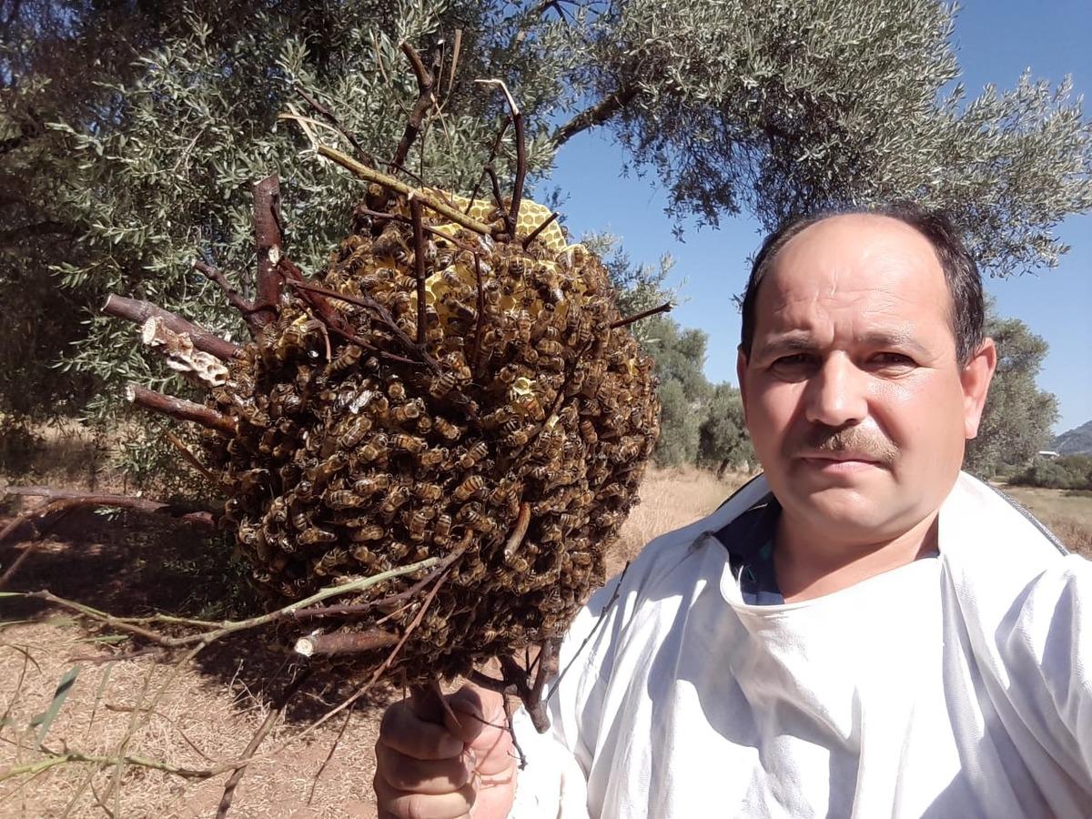 Firari arılar 3 ay sonra bir evin bah&ccedil;esinde b&ouml;yle bulundu