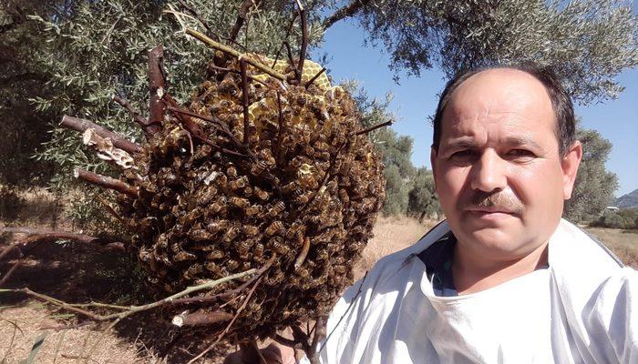 Firari arılar 3 ay sonra bir evin bahçesinde böyle bulundu