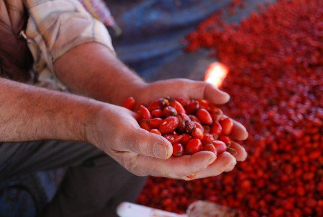 Kuşburnu bol olunca fiyatı düştü