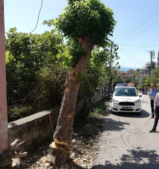 İzinsiz ağaç kesimine zabıta engeli