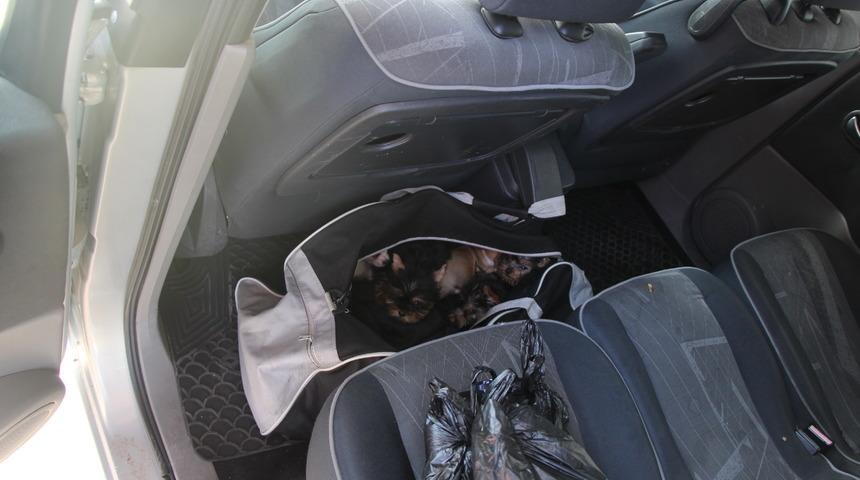 &Ccedil;anta i&ccedil;inde T&uuml;rkiye'ye sokulmak istenen 11 k&ouml;peğe el konuldu  