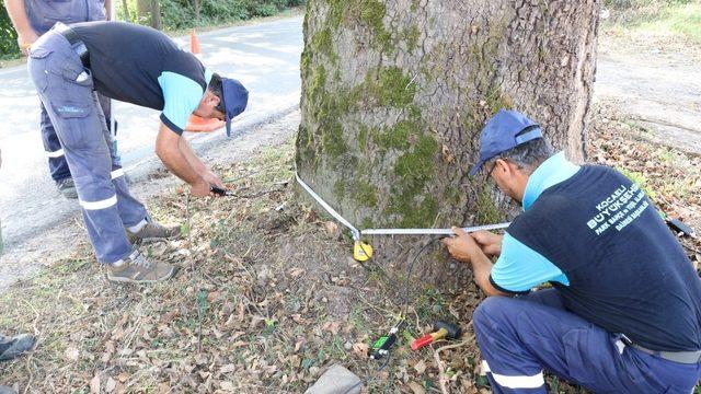 Anıt ağaçlara tedavi için rapor hazırlanıyor