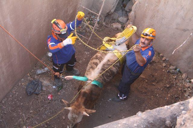 Su kuyusuna düşen tosun için kurtarma operasyonu