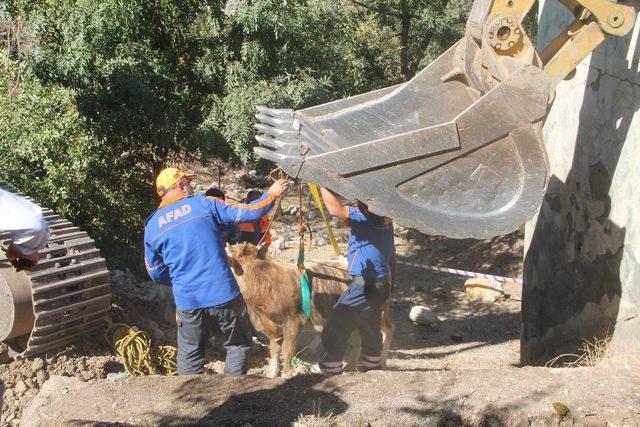 Su kuyusuna düşen tosun için kurtarma operasyonu