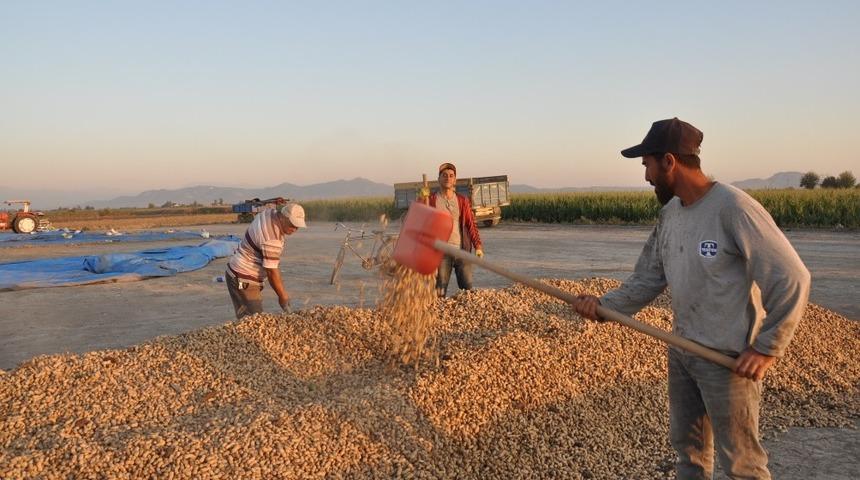 Yer fıstığı &uuml;reticisi destek bekliyor