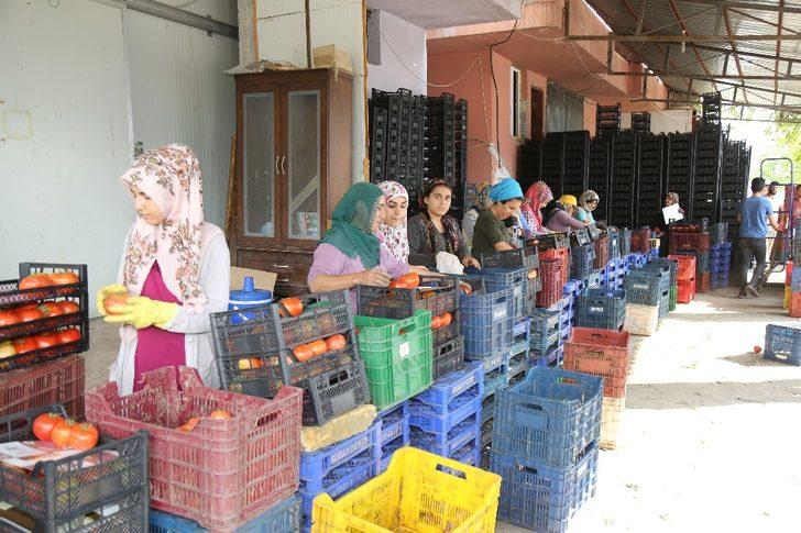 Mezitli Belediyesi, domates üreticilerine kucak açtı G2