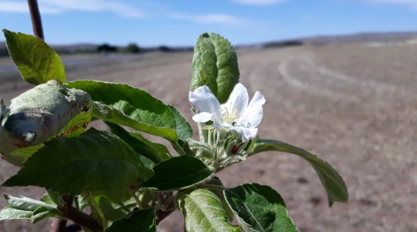 Sivas’ta elma ağacı çiçek açtı