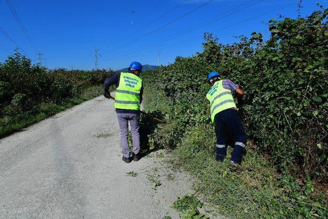 Altınordu’da yol güvenliği için ağaçlar budanıyor