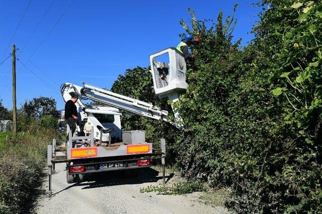 Altınordu’da yol güvenliği için ağaçlar budanıyor