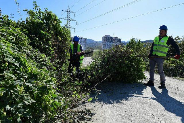 Altınordu’da yol güvenliği için ağaçlar budanıyor