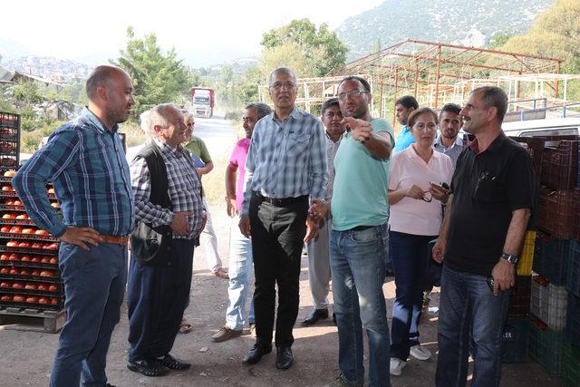 Mezitlili domates üreticieri için doğrudan satış çözümü