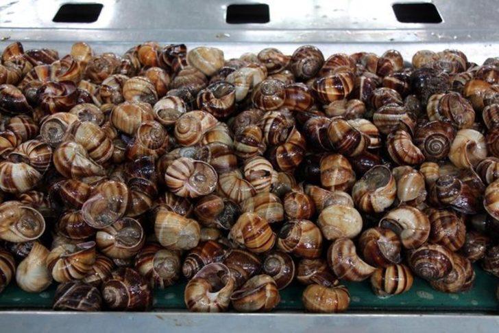 Yılda 1500 ton ihraç ediyorlar! Tatmak için sıra oluşturuyorlar G1