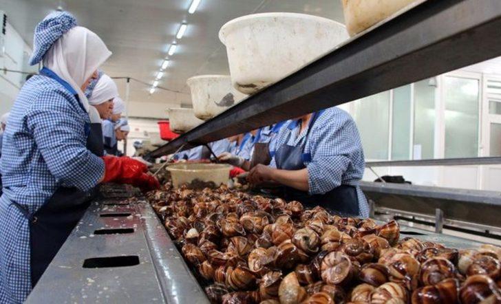 Yılda 1500 ton ihraç ediyorlar! Tatmak için sıra oluşturuyorlar G2