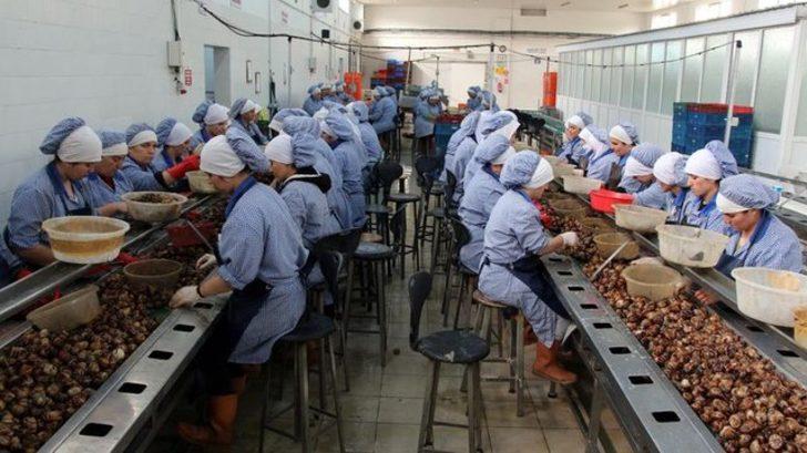 Yılda 1500 ton ihraç ediyorlar! Tatmak için sıra oluşturuyorlar G5