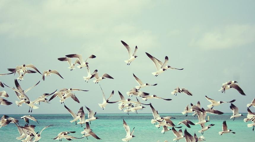 Hayvanlar depremi önceden hisseder mi? İşte yanıtı...