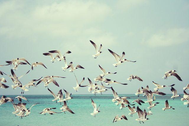 seagulls-815304_960_720