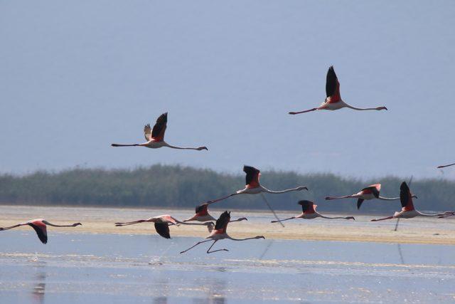 Serçin'e flamingo akını