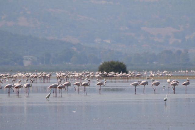 Serçin'e flamingo akını