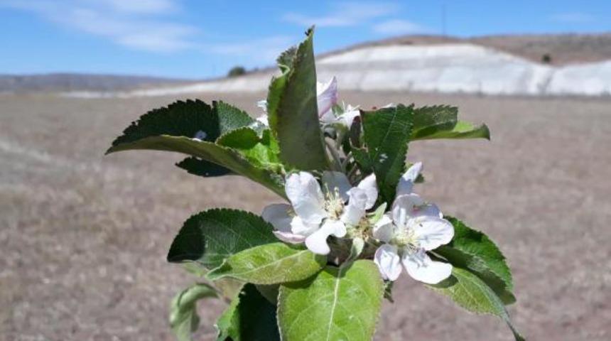 Yozgat'ta elma ağacı çiçek açtı