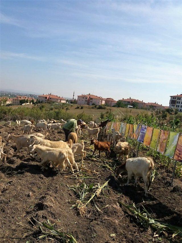 Ebru sanatçısından ilginç protesto; keçilere sergi açtı