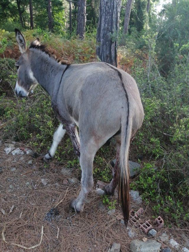 Otelden kaçan eşek silahla vurularak yakalandı