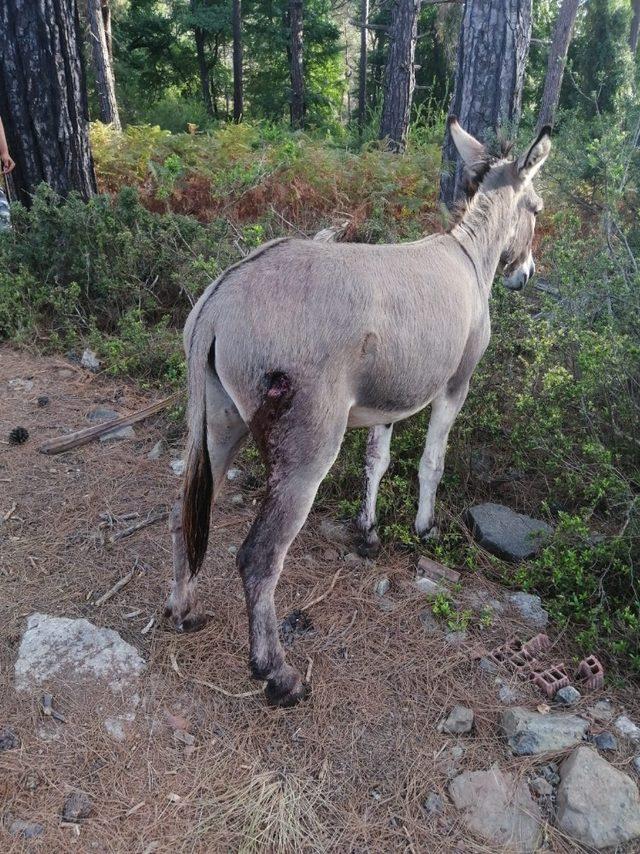 Otelden kaçan eşek silahla vurularak yakalandı