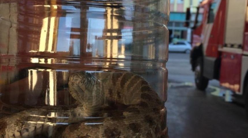 İkamet bahçesinde yakalanan yılan doğaya bırakıldı