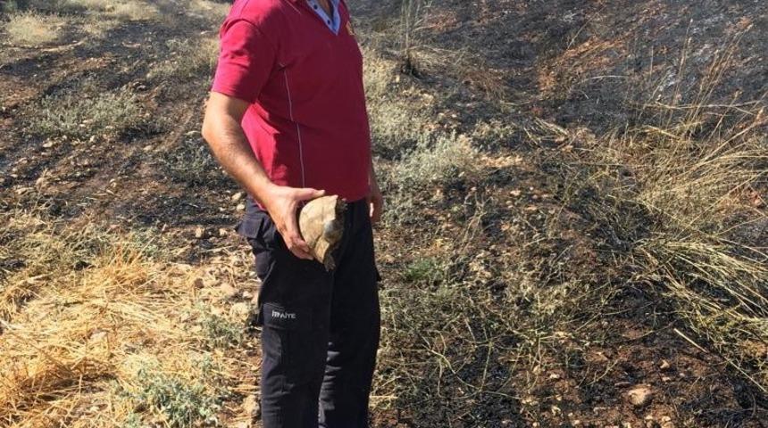 Anız yangının ortasında kalan kaplumbağa son anda kurtarıldı