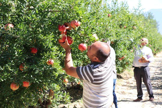 Denizli'nin Hicaz narı yurt dışından büyük talep görüyor