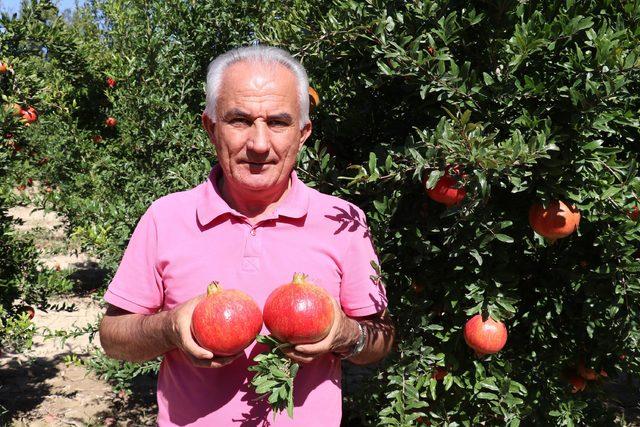 Denizli'nin Hicaz narı yurt dışından büyük talep görüyor