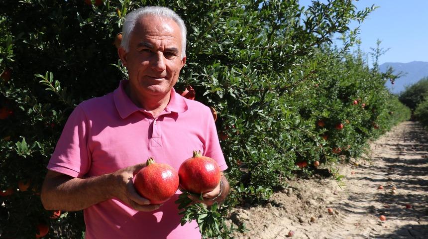Denizli'nin Hicaz narı yurt dışından büyük talep görüyor
