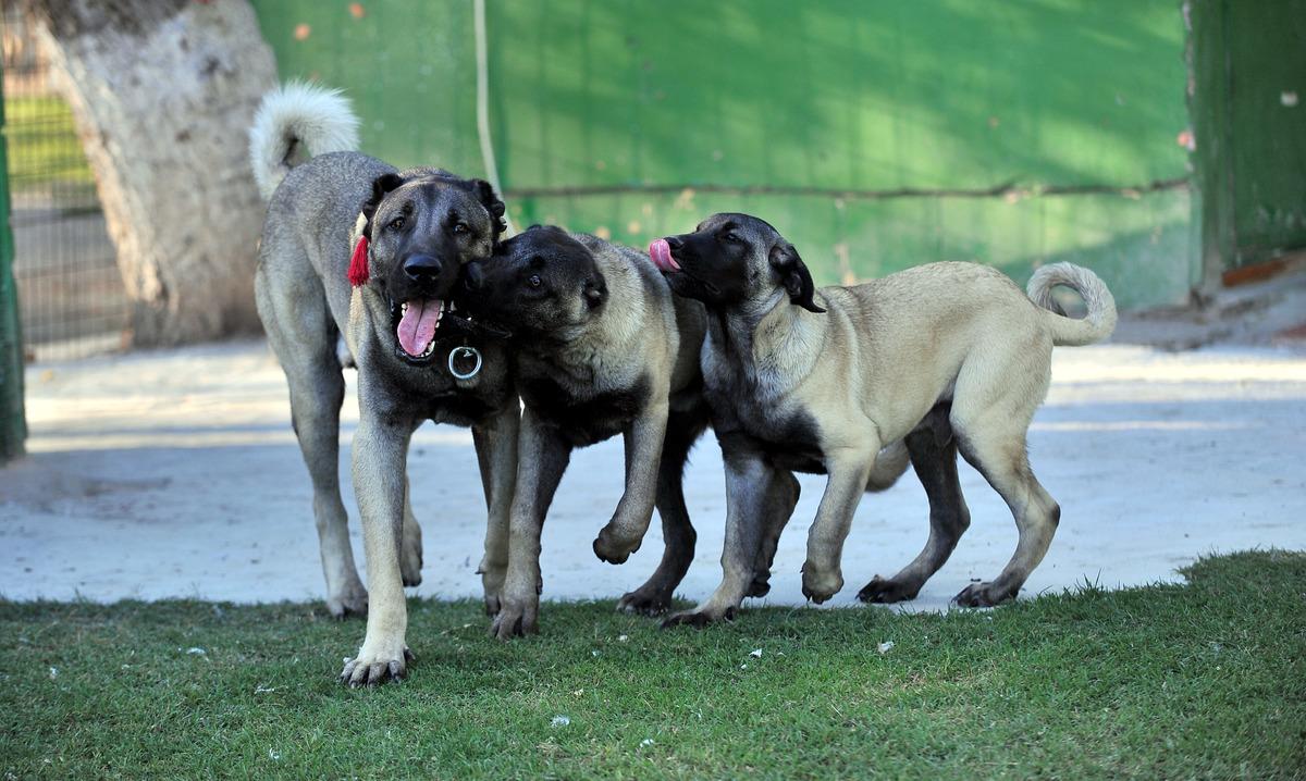  200 bin liralık Kangal yavruları i&ccedil;in randevu alıyorlar