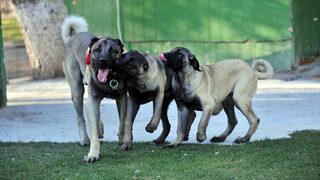 200 bin liralık Kangal yavruları için randevu alıyorlar