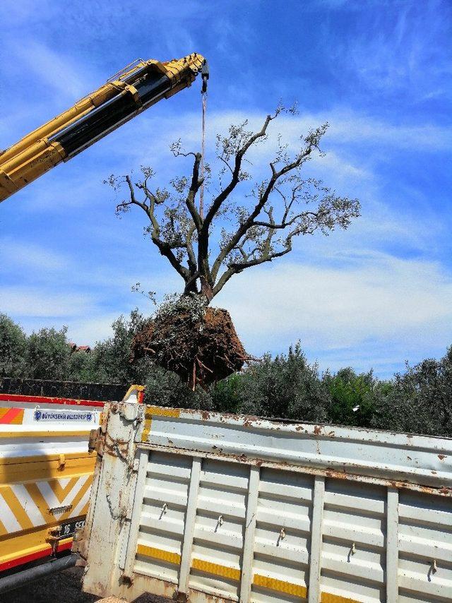 (Özel) Bursa’da 22 zeytin ağacı için seferberlik