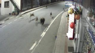 Rize'de yavru ayı köpeklerle birlikte ilçe merkezini birbirine kattı