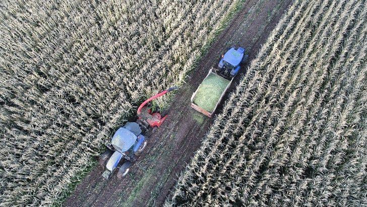 Silajlık mısırı soğuk hava vurdu G1