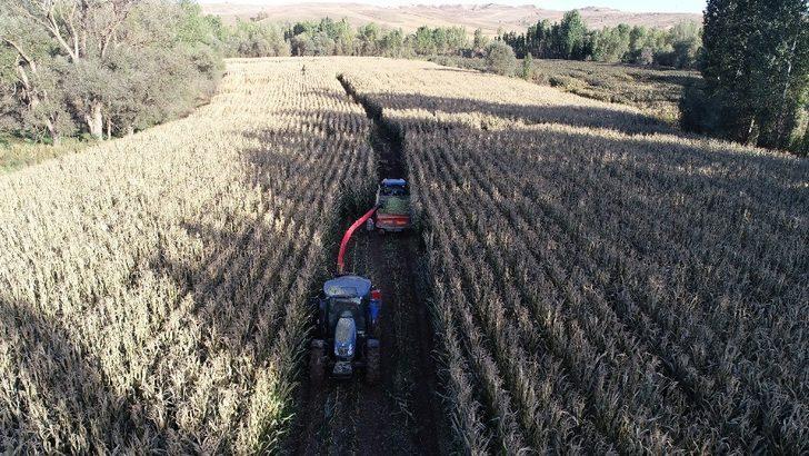 Silajlık mısırı soğuk hava vurdu G2