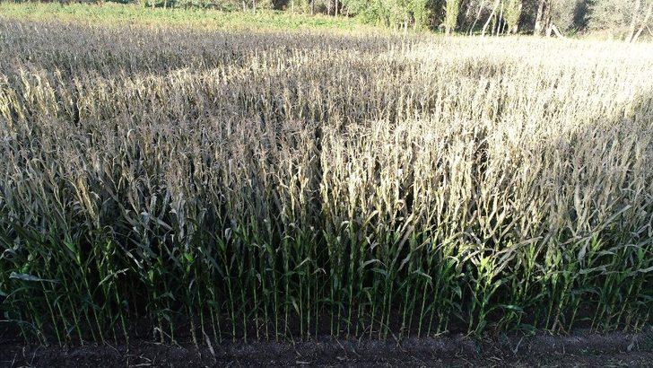 Silajlık mısırı soğuk hava vurdu G3