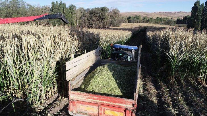 Silajlık mısırı soğuk hava vurdu G4