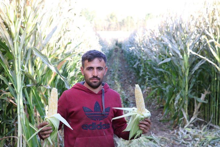 Silajlık mısırı soğuk hava vurdu G5