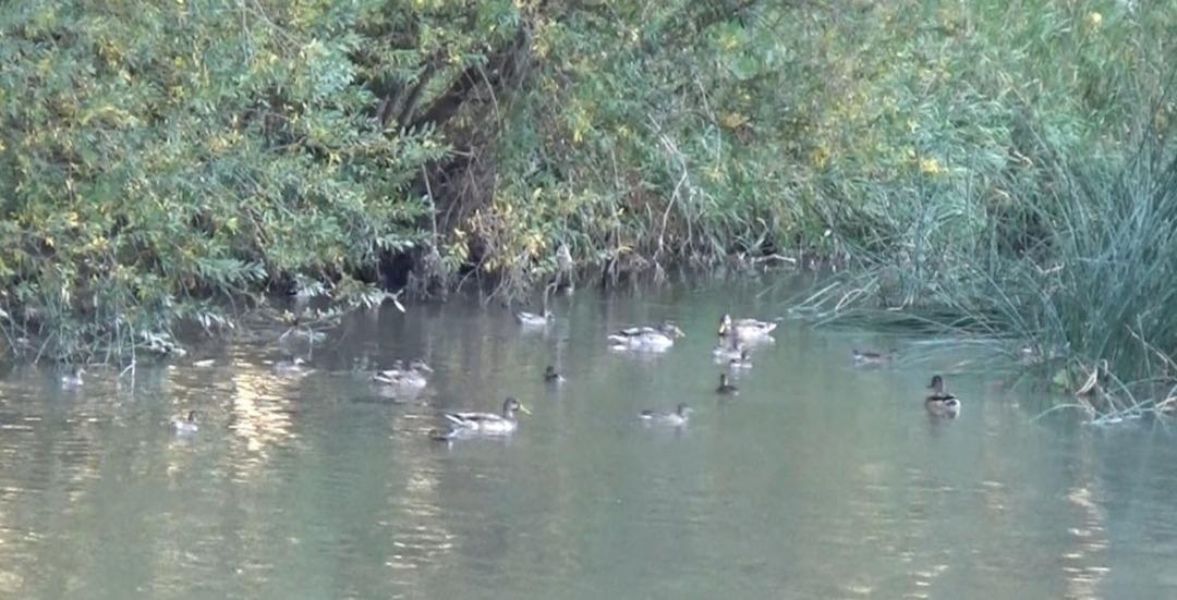 Kuyucuk G&ouml;l&uuml; kurudu, Kars &Ccedil;ayı yaban &ouml;rdeklerinin yaşam alanı oldu