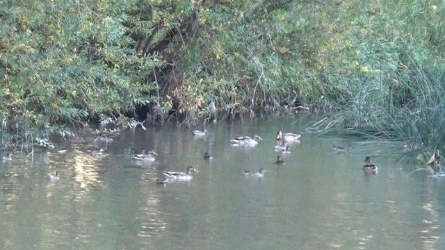 Kuyucuk Gölü kurudu, Kars Çayı yaban ördeklerinin yaşam alanı oldu