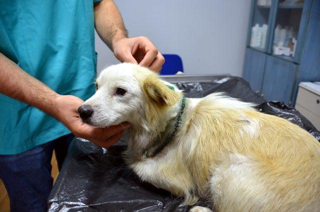 Boynu bıçakla kesilen köpek tedavi edildi