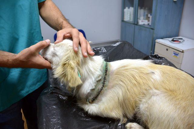 Boynu bıçakla kesilen köpek tedavi edildi