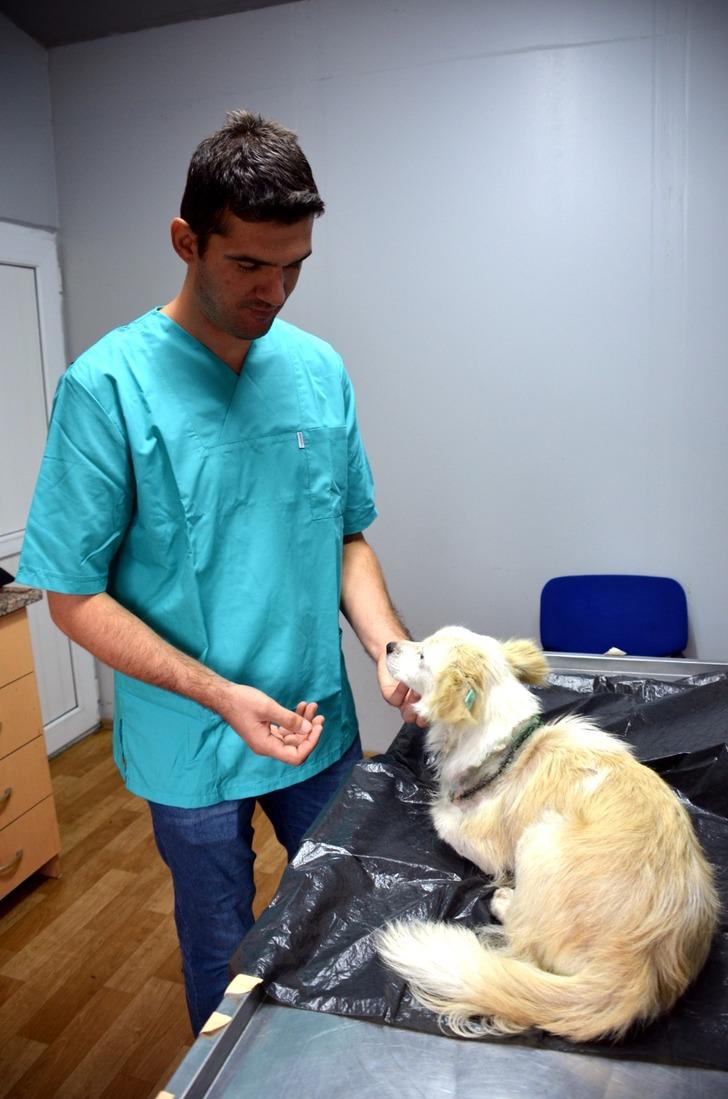 Boynu kesilmiş hale bulunan köpekten sevindiren haber G1